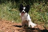 EPAGNEUL PAPILLON 159